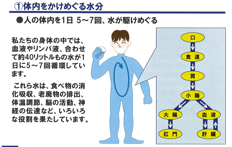 nước lưu thông trong cơ thể như thế nào.
